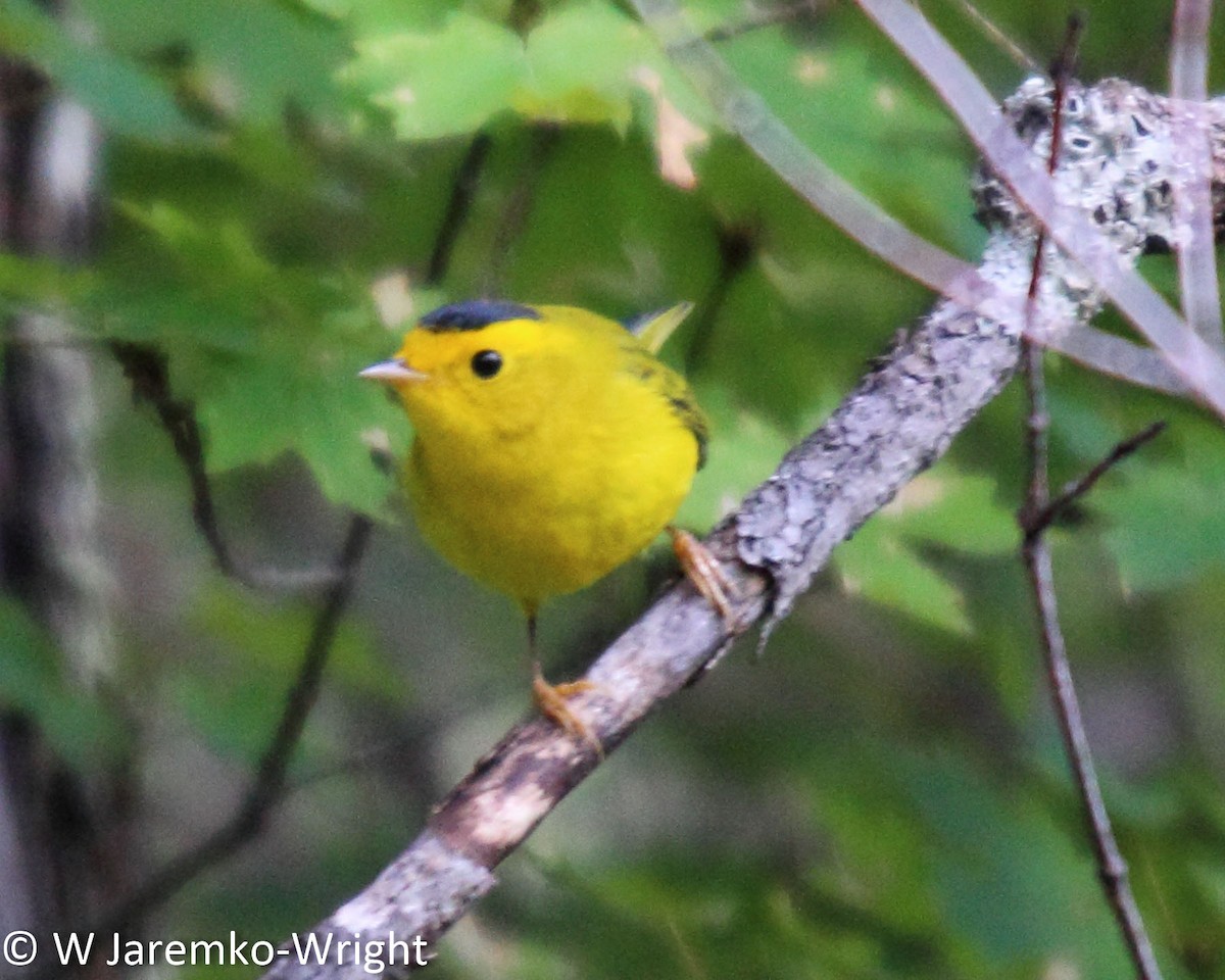 Wilson's Warbler - ML33924941