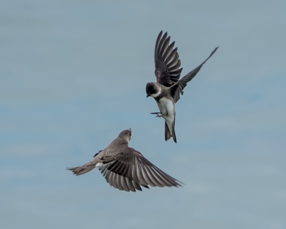 Bank Swallow - ML339250491