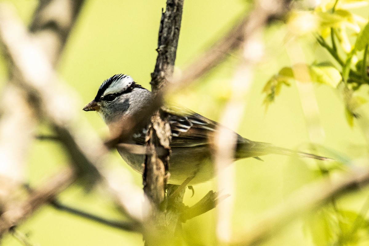 White-crowned Sparrow - ML339250581