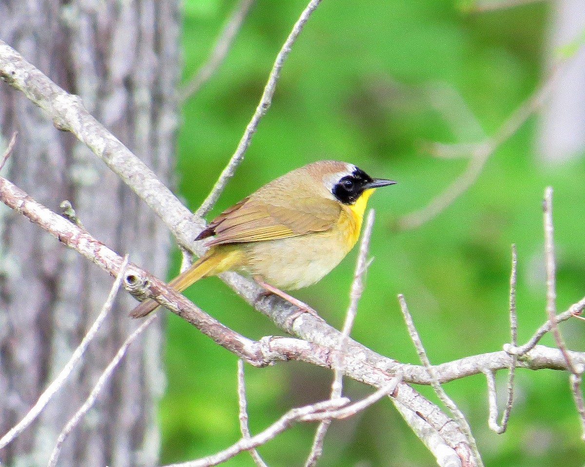 Common Yellowthroat - ML339252841