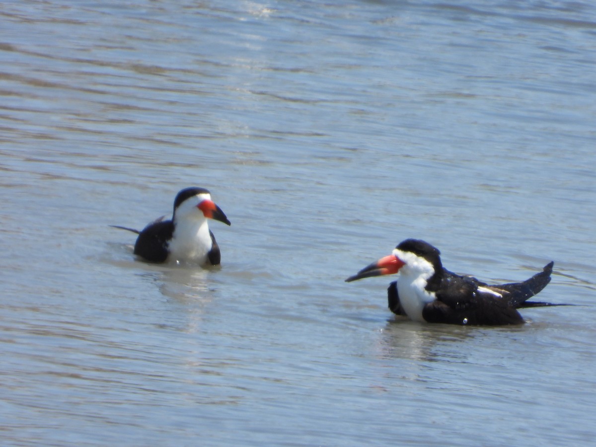 Black Skimmer - ML339252851