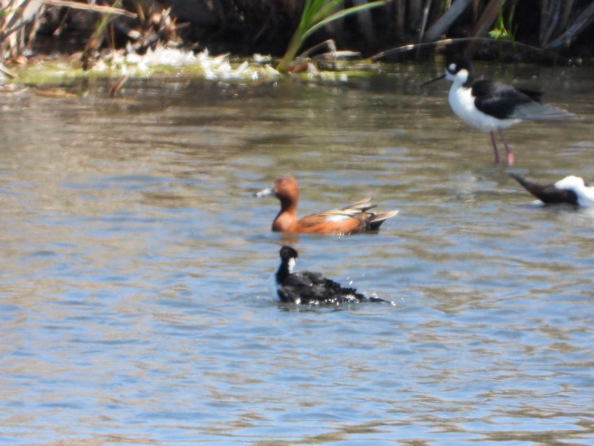 Cinnamon Teal - ML339252871