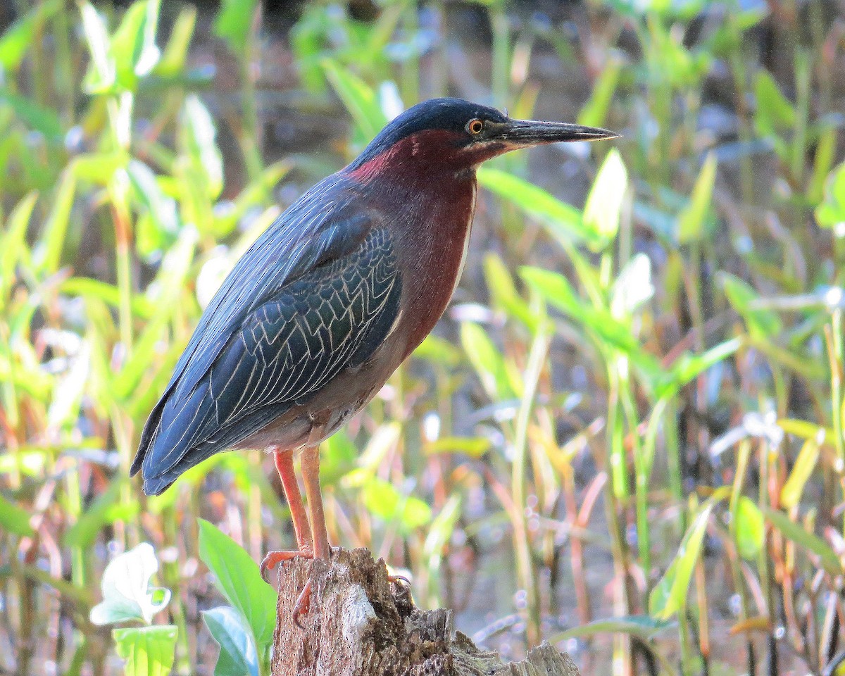 Green Heron - Lena Cole