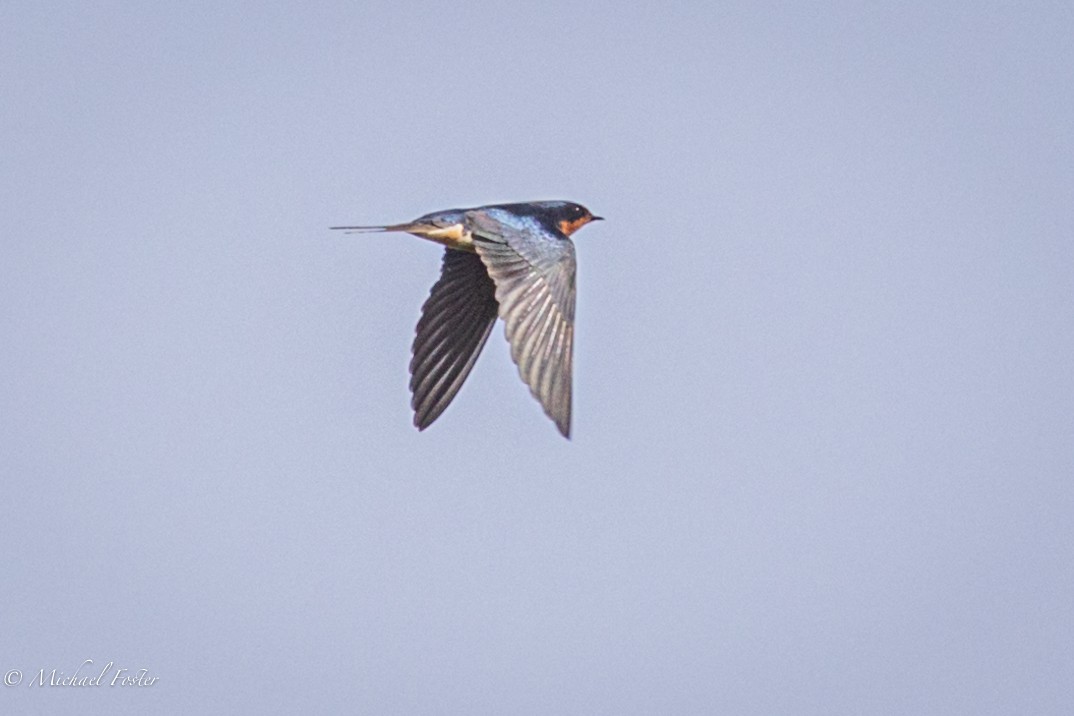 Barn Swallow - ML339253251