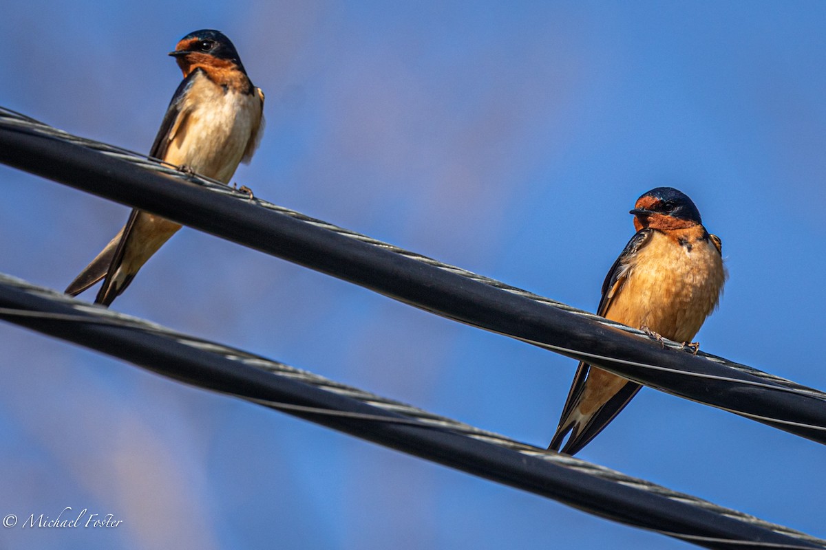 Barn Swallow - ML339253261