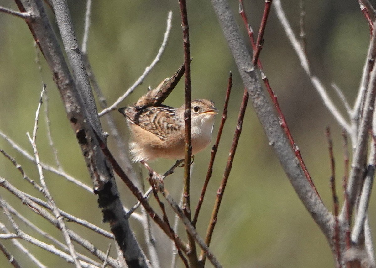 Sedge Wren - ML339253301