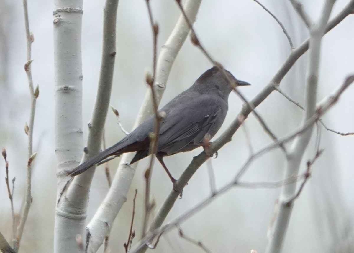 Gray Catbird - ML339253501