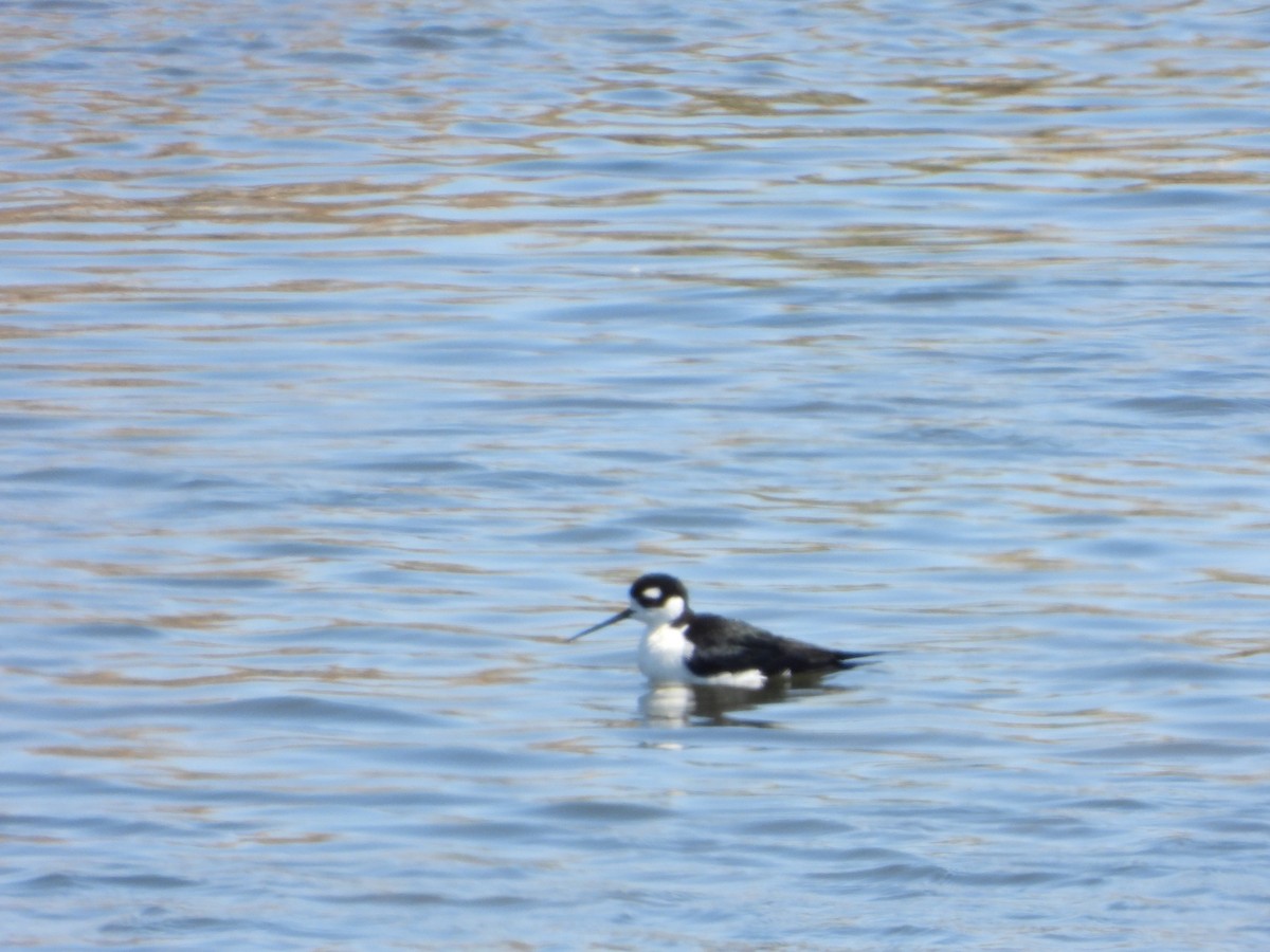 Black-necked Stilt - ML339253561