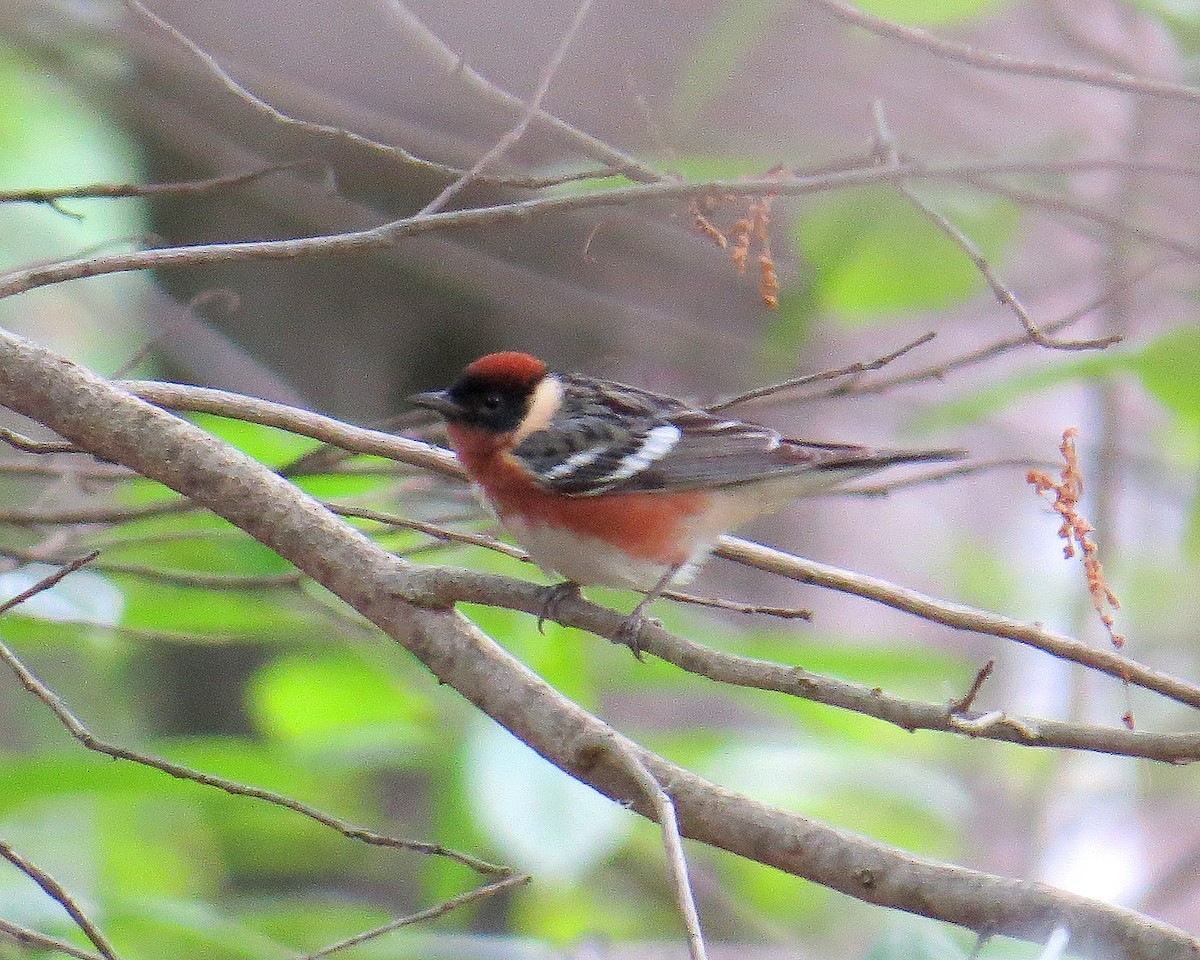 Bay-breasted Warbler - ML339254301