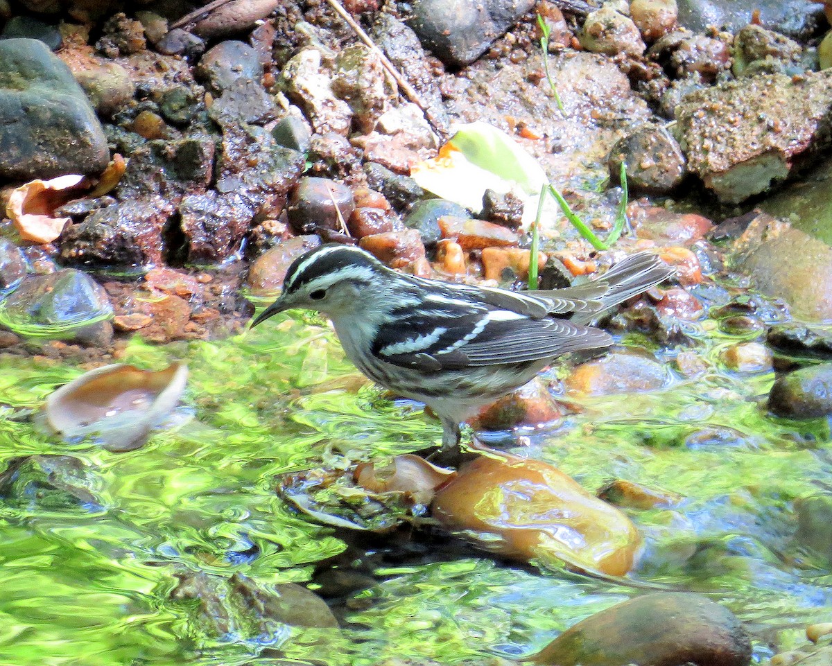 Black-and-white Warbler - ML339255311