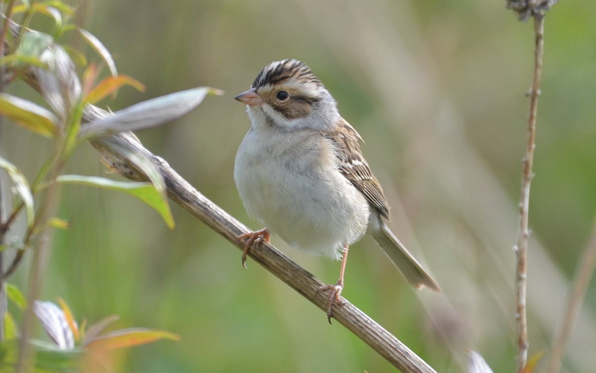 Clay-colored Sparrow - ML339255361