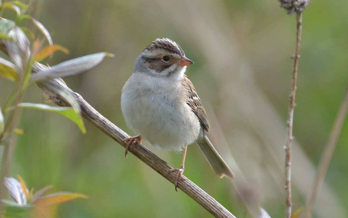 Clay-colored Sparrow - ML339255381