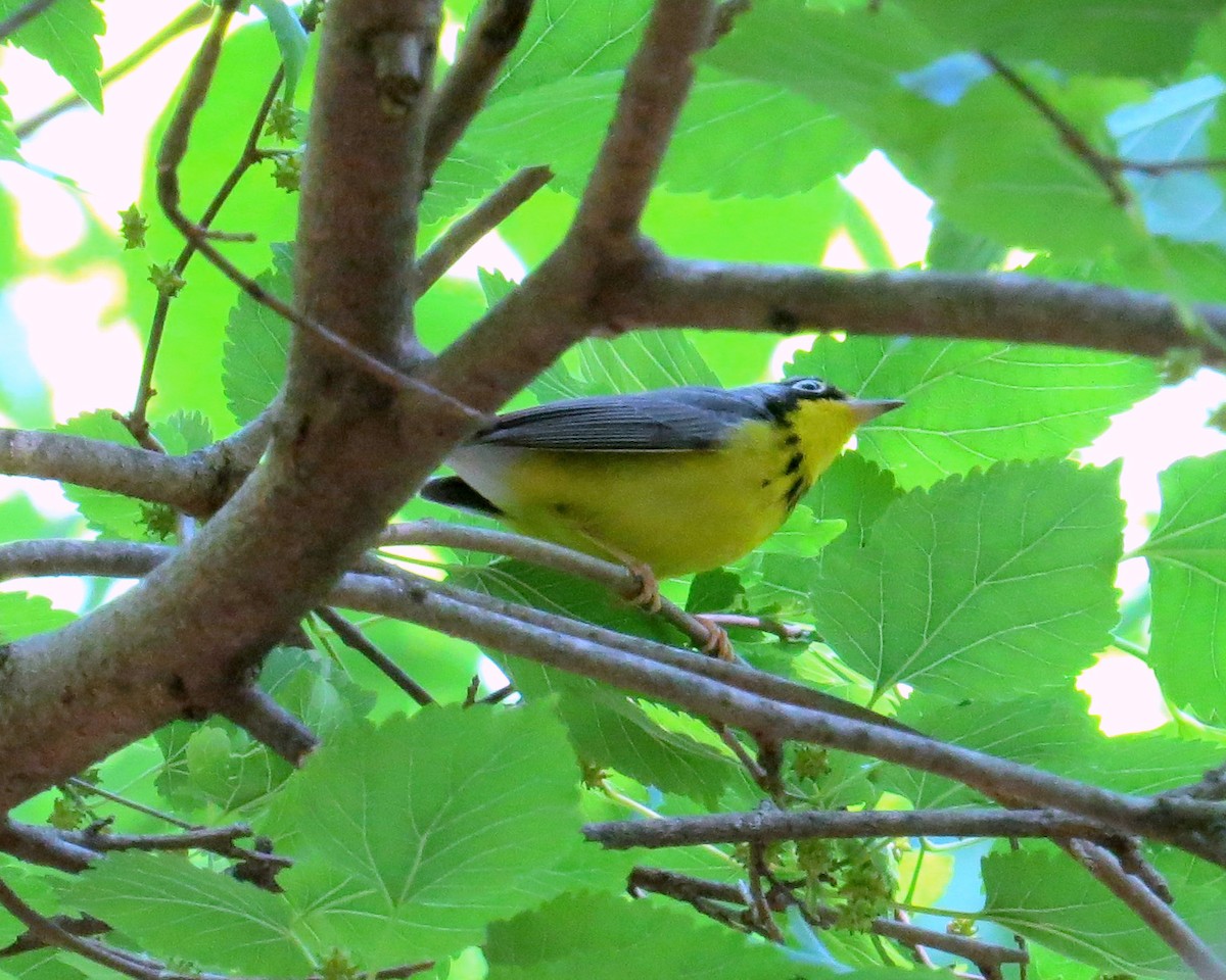 Canada Warbler - ML339255441