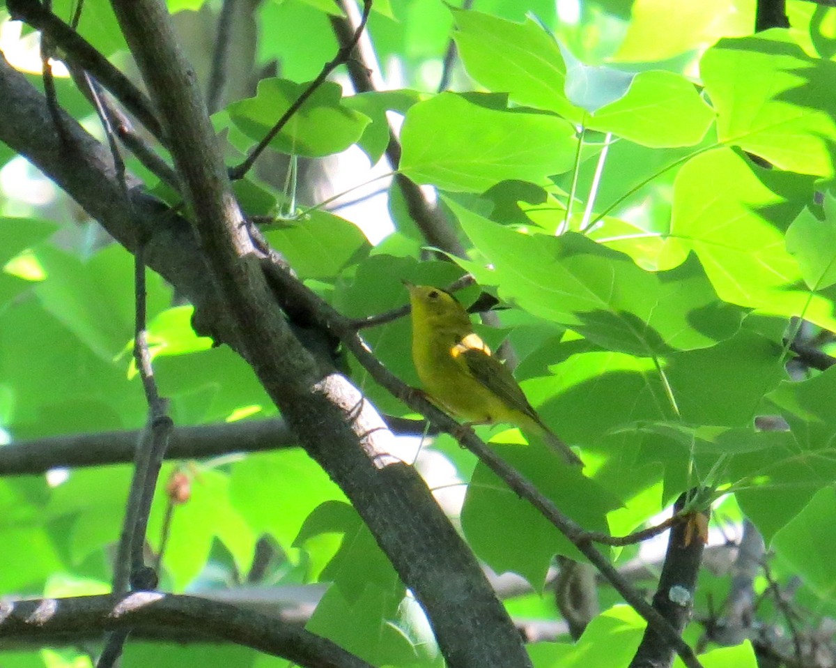 Wilson's Warbler - Lena Cole