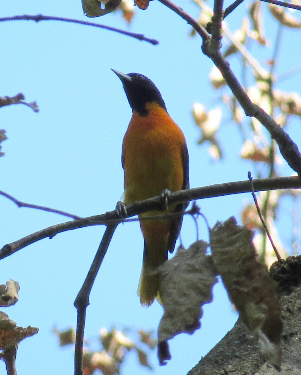 Baltimore Oriole - ML339255631