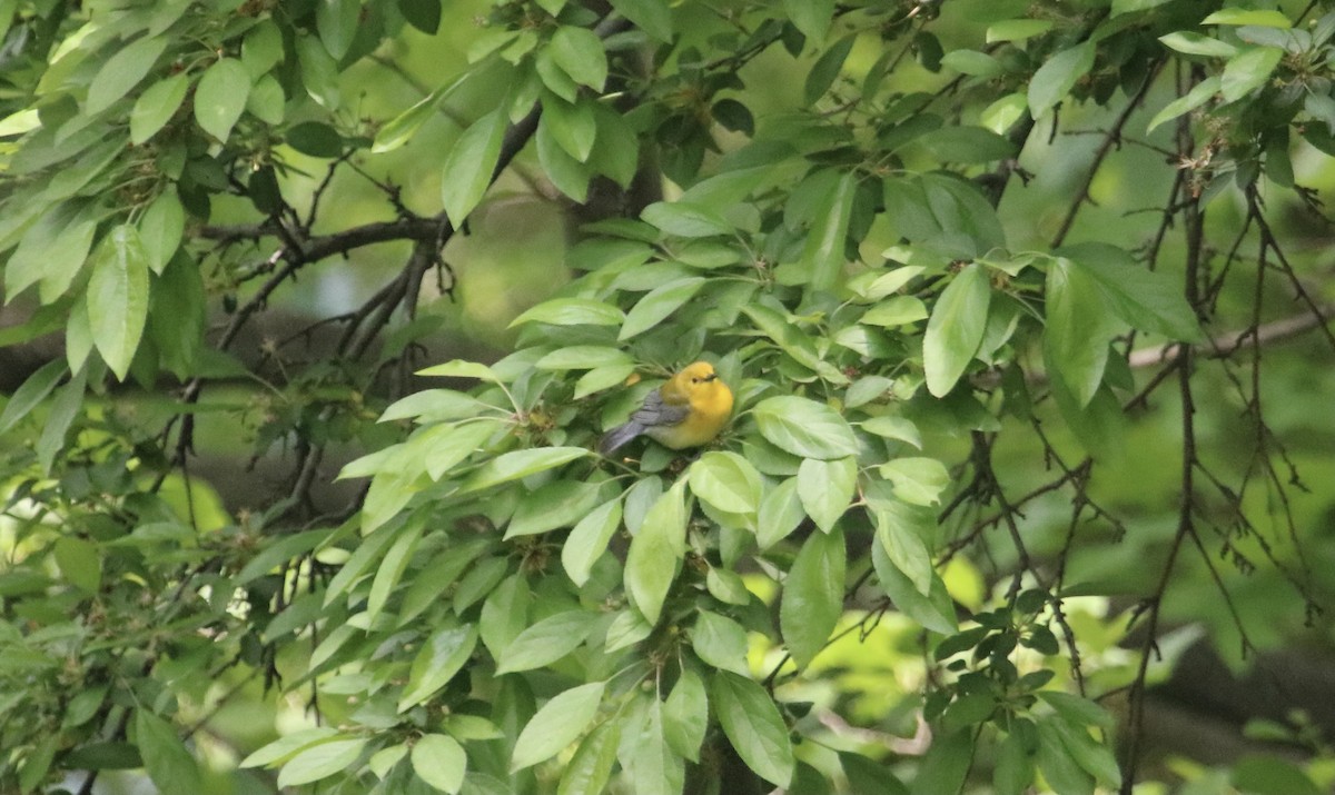 Prothonotary Warbler - ML339257751