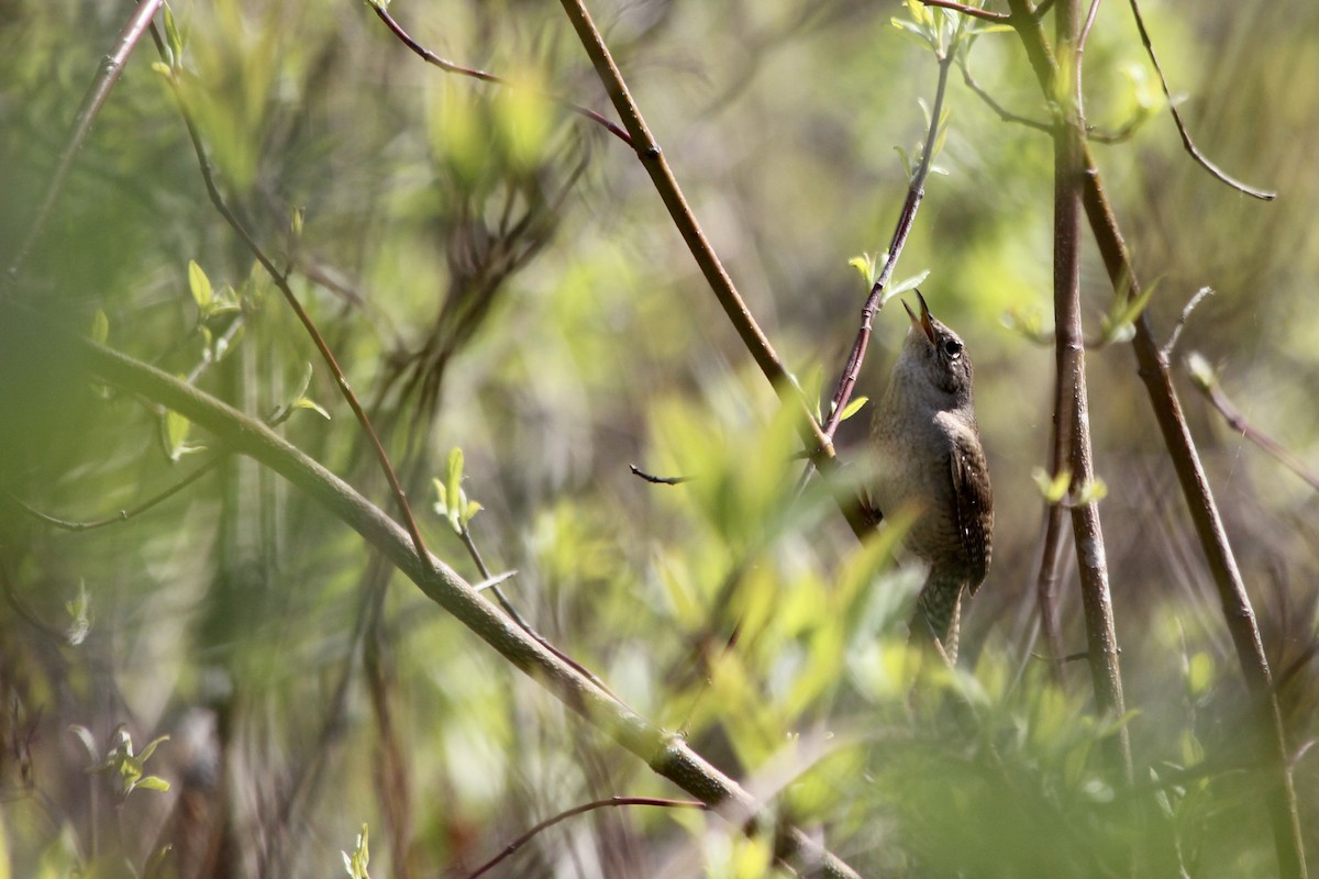 House Wren - ML339258161