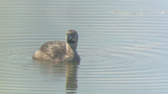 Pied-billed Grebe - ML339258721