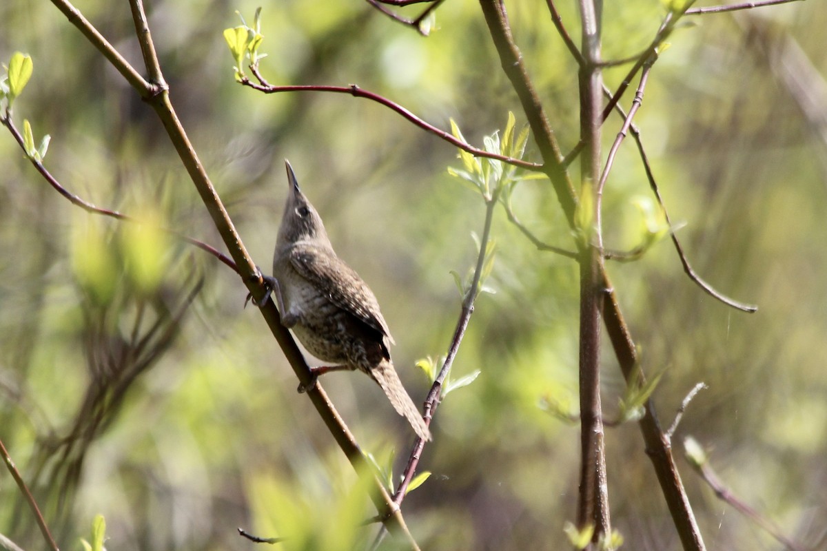 House Wren - ML339258931