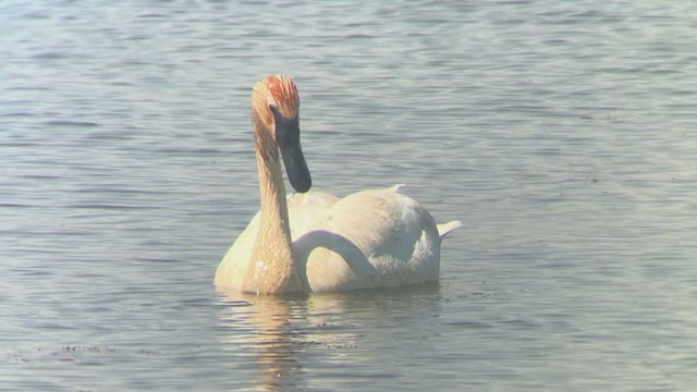 Trumpeter Swan - ML339259151