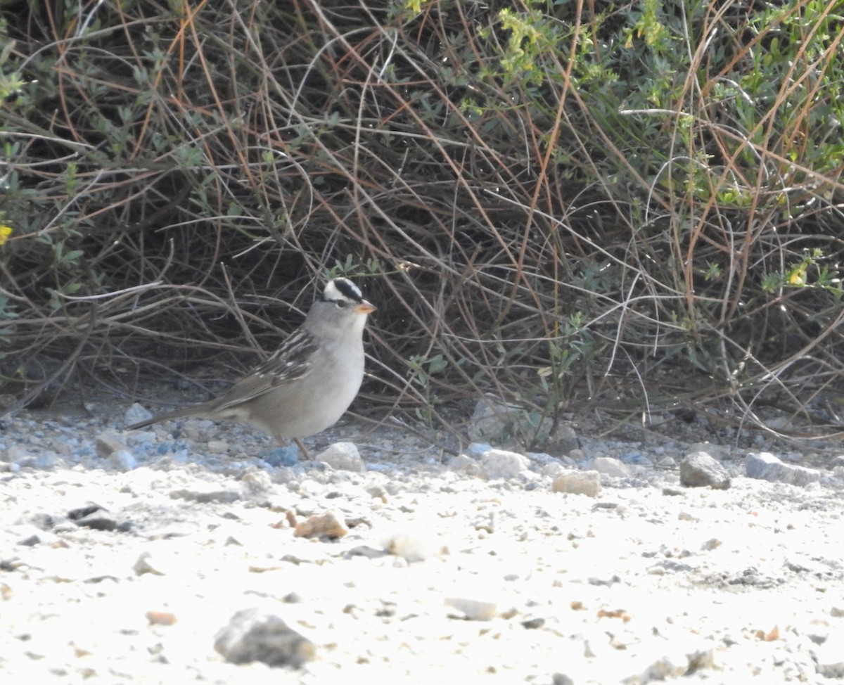 White-crowned Sparrow - ML339260491