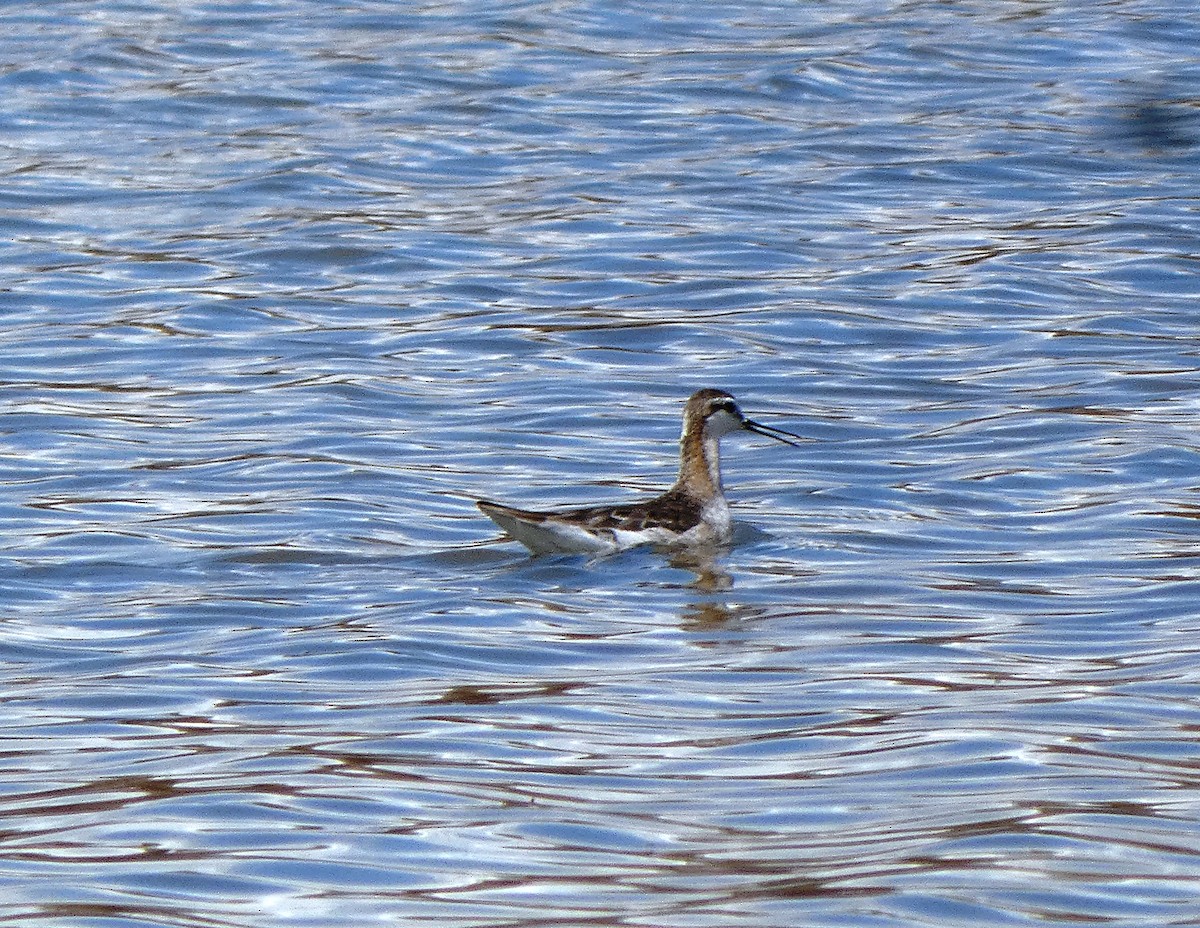 hvithalesvømmesnipe - ML339260731