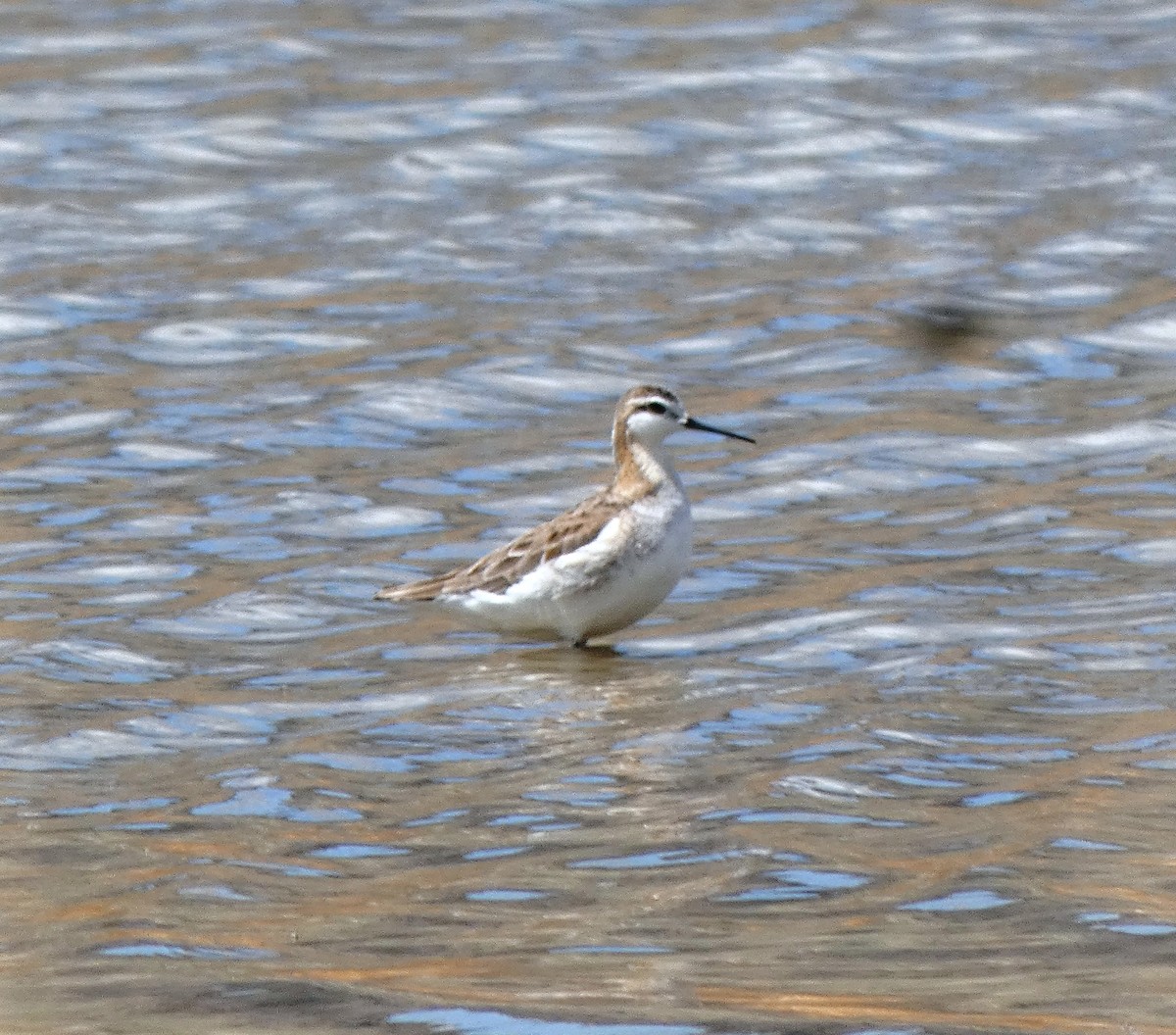 hvithalesvømmesnipe - ML339261061