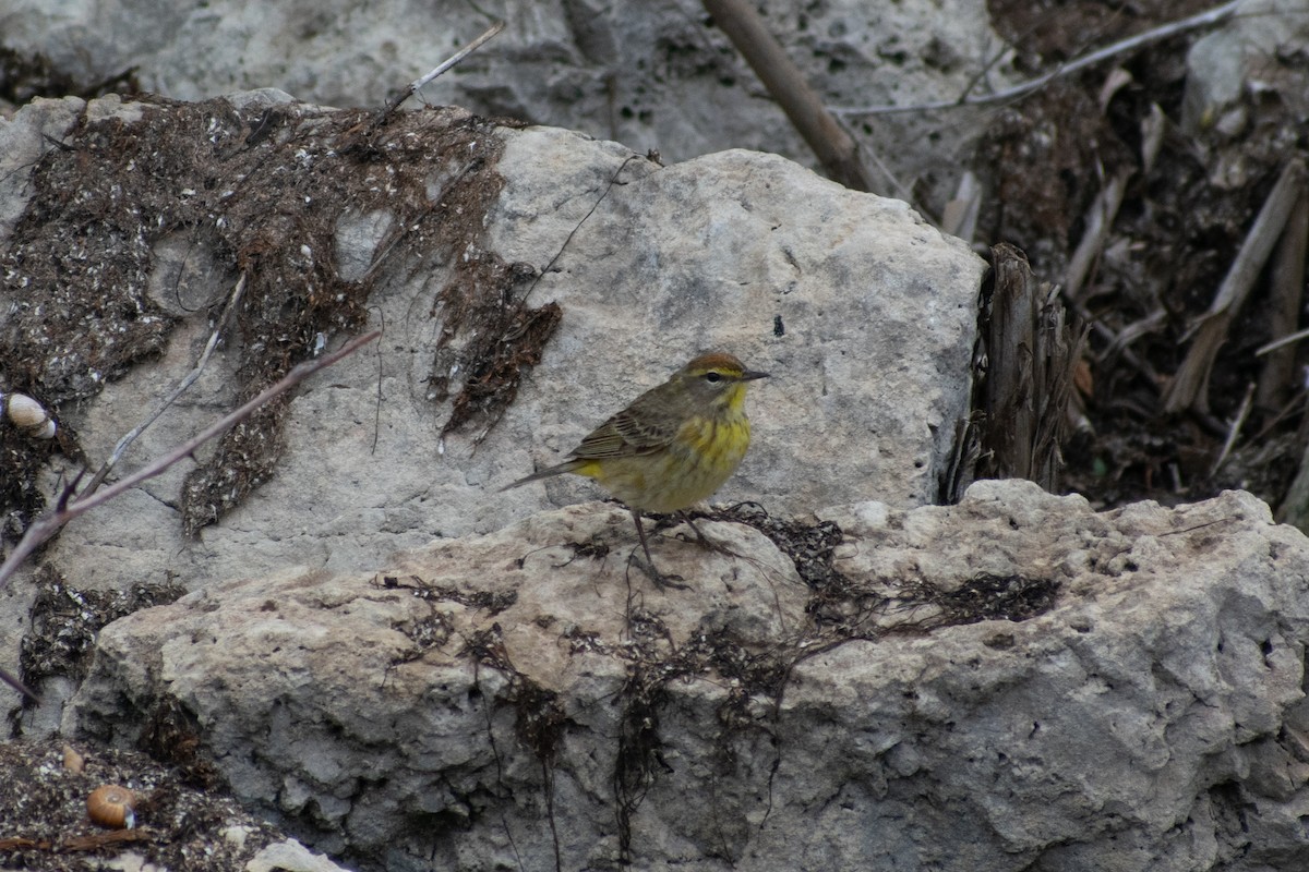 Palm Warbler - Jonathan Strassfeld