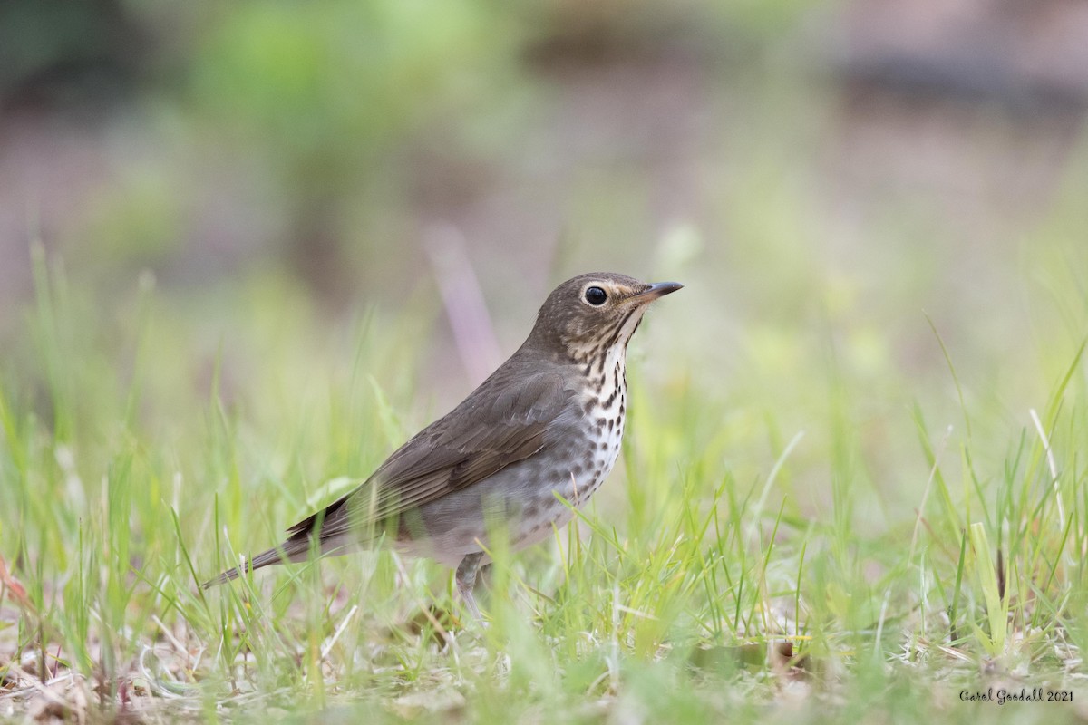 Swainson's Thrush - ML339262031