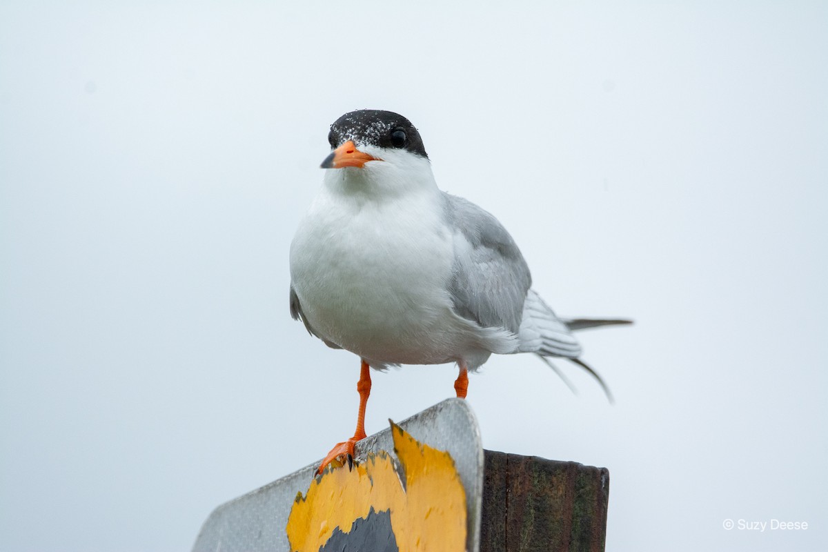 Forster's Tern - Suzy Deese