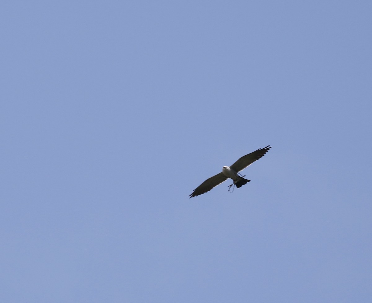 Mississippi Kite - ML339262271