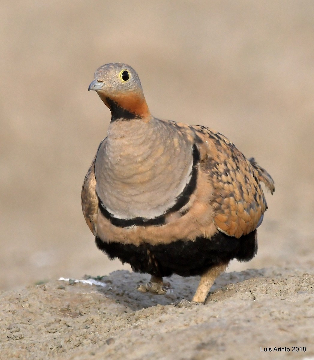 Black-bellied Sandgrouse - ML339263301