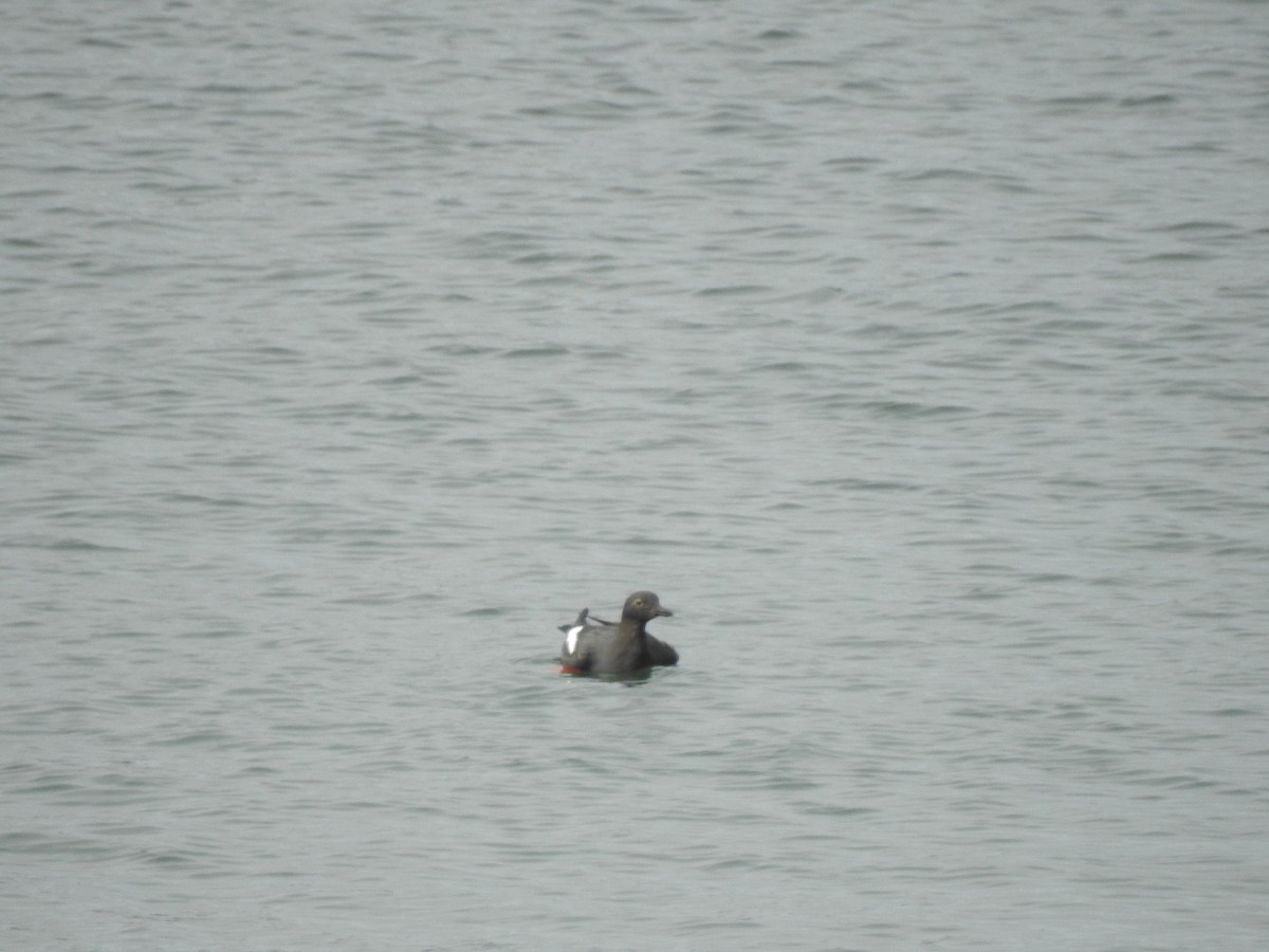 Pigeon Guillemot - ML339265161