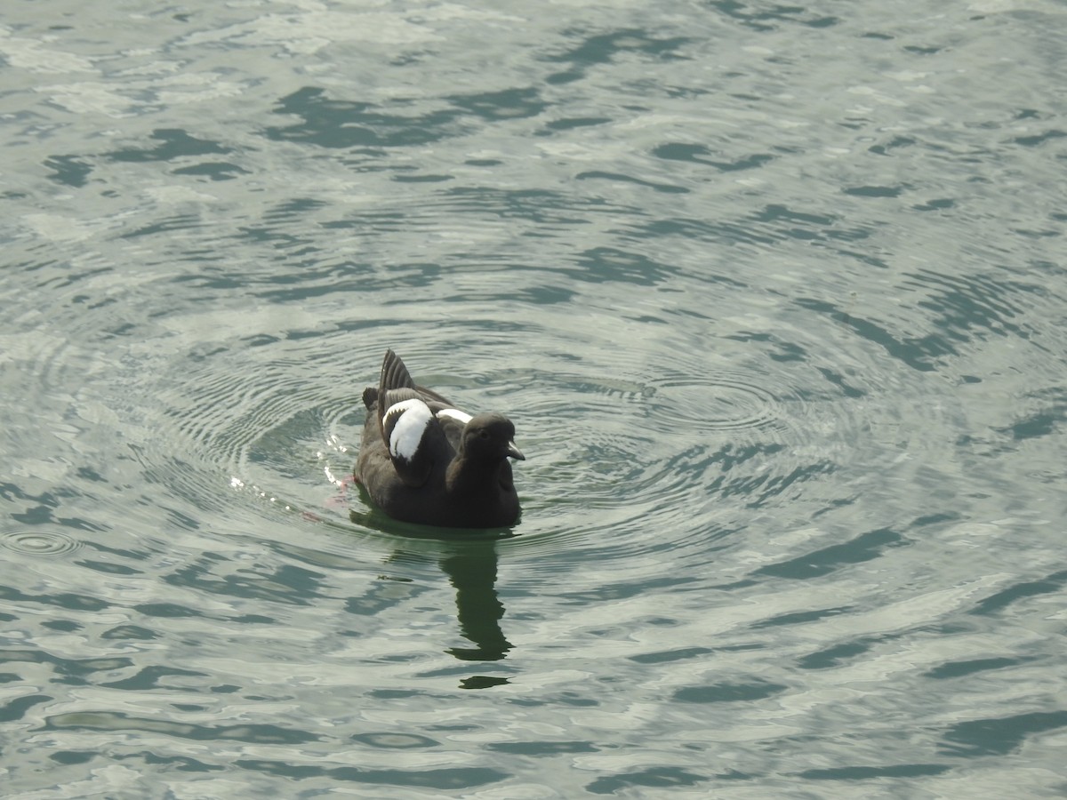 Pigeon Guillemot - ML339265501