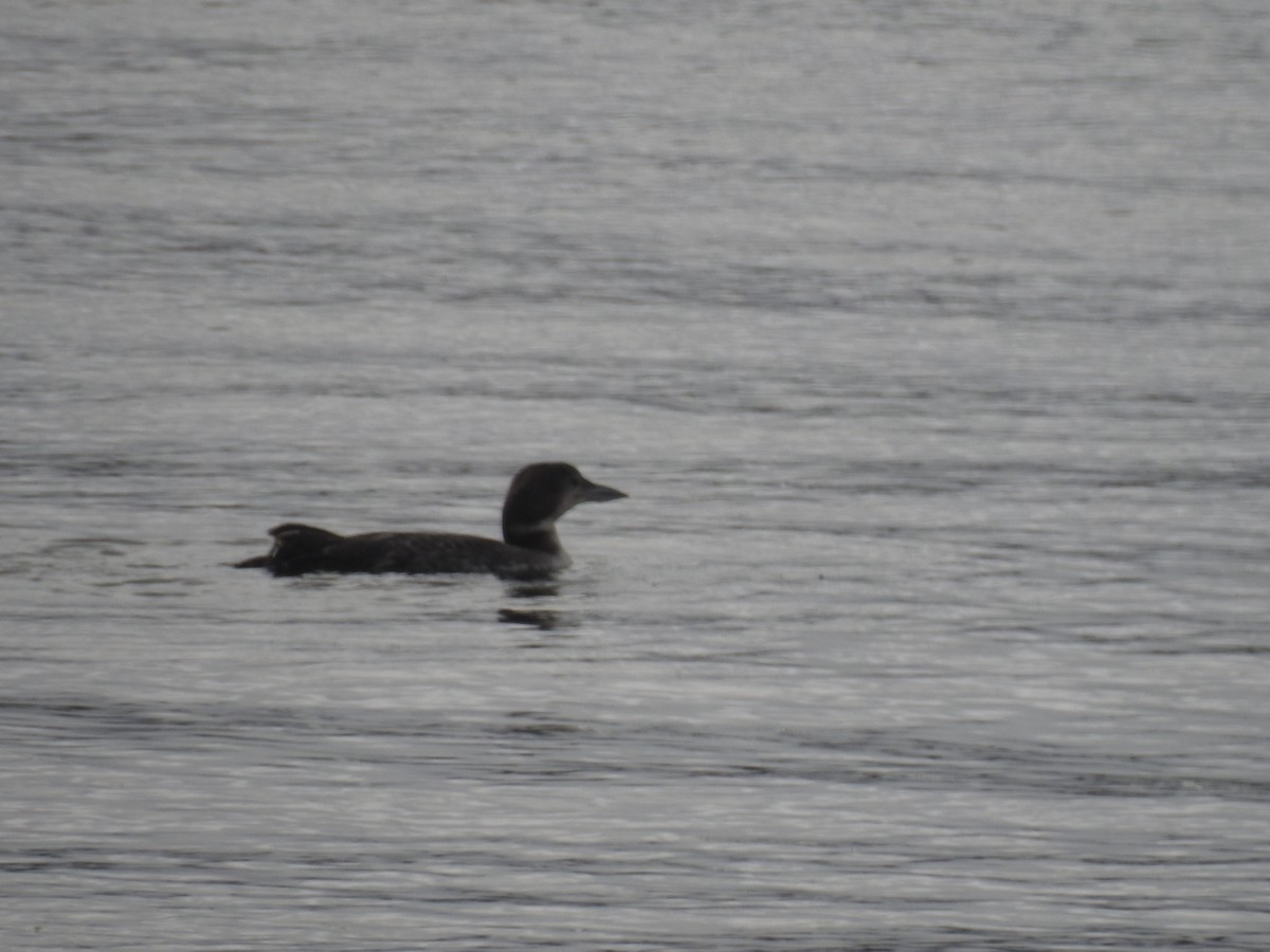 Common Loon - ML339265521