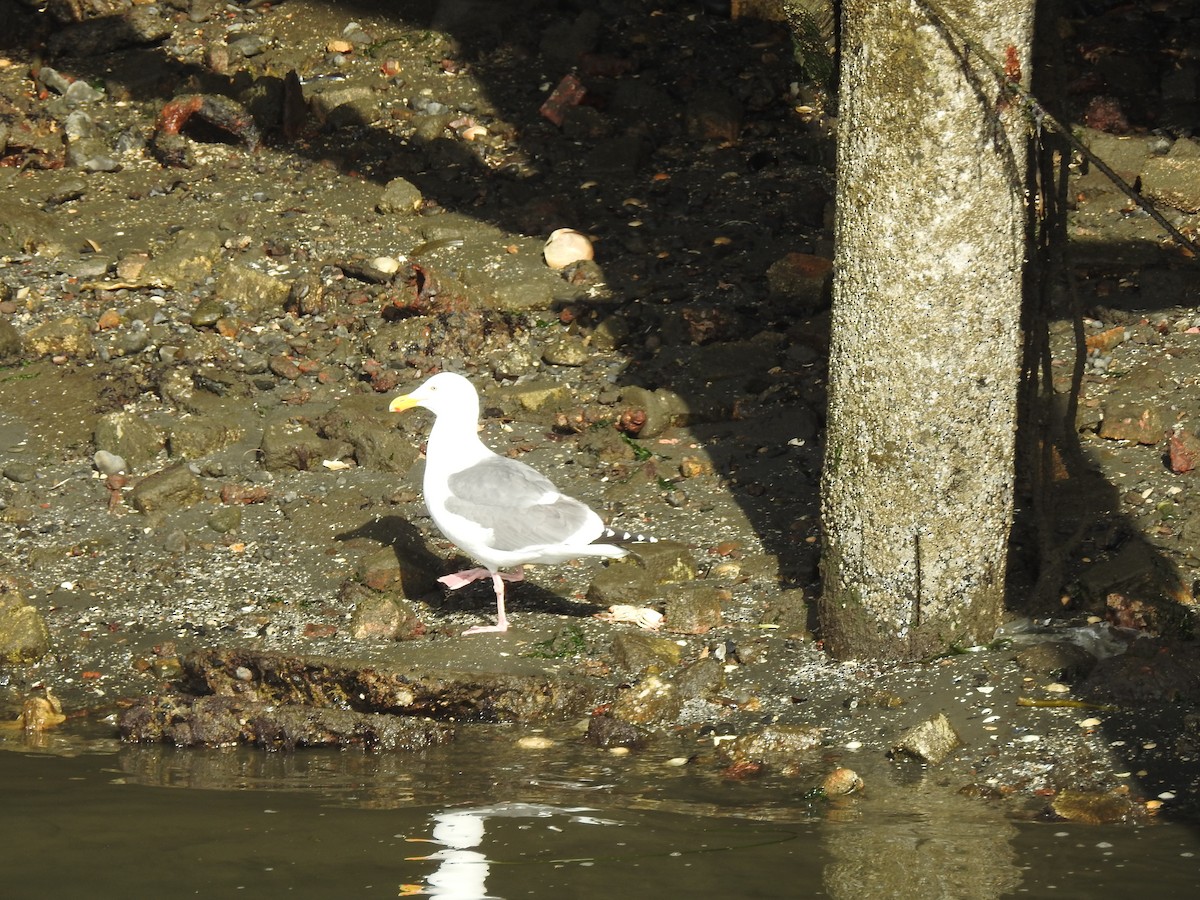 Western Gull - ML339265561