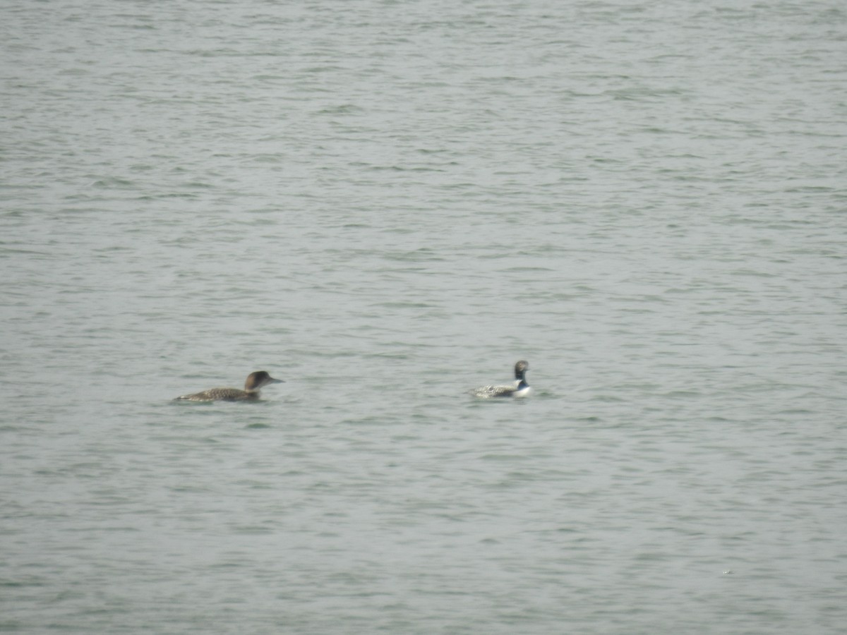 Common Loon - ML339265601