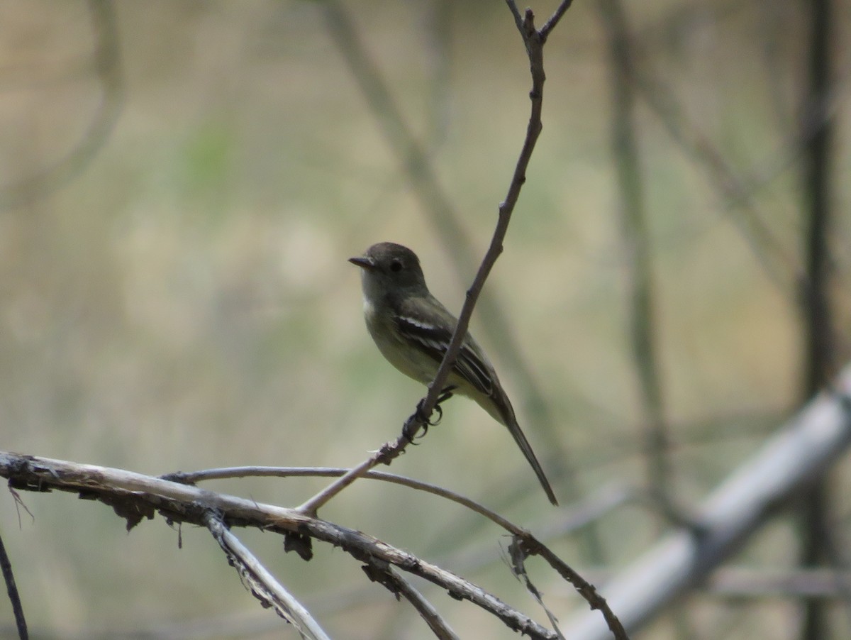 Dusky Flycatcher - ML339265641