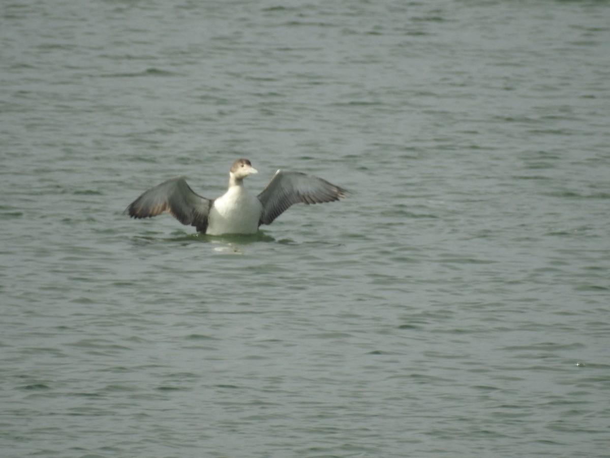 Common Loon - ML339265671