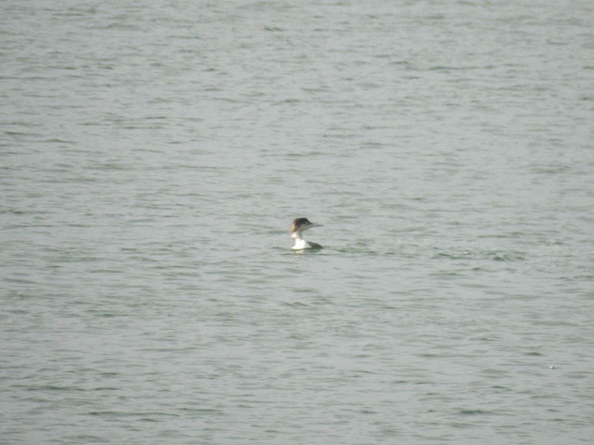 Common Loon - ML339265721