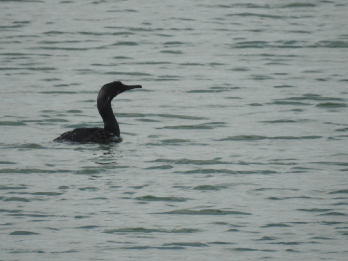 Brandt's Cormorant - ML339265841