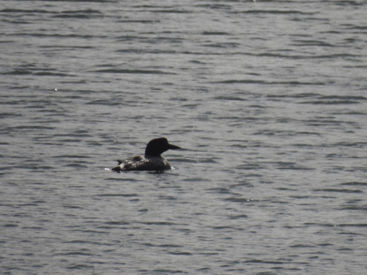 Common Loon - ML339265851