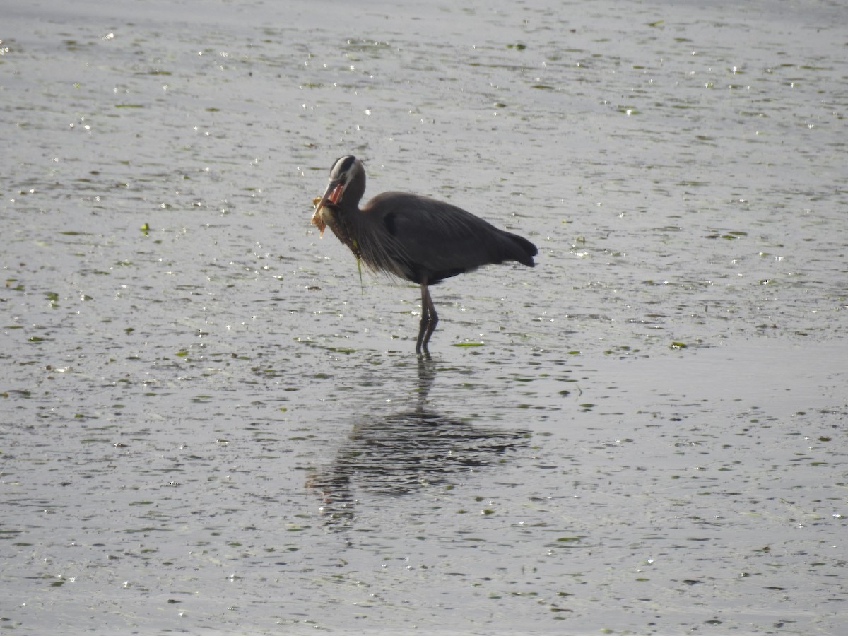 Great Blue Heron - Megan O'Brien