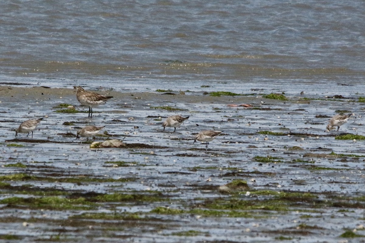 Red Knot - ML339266651