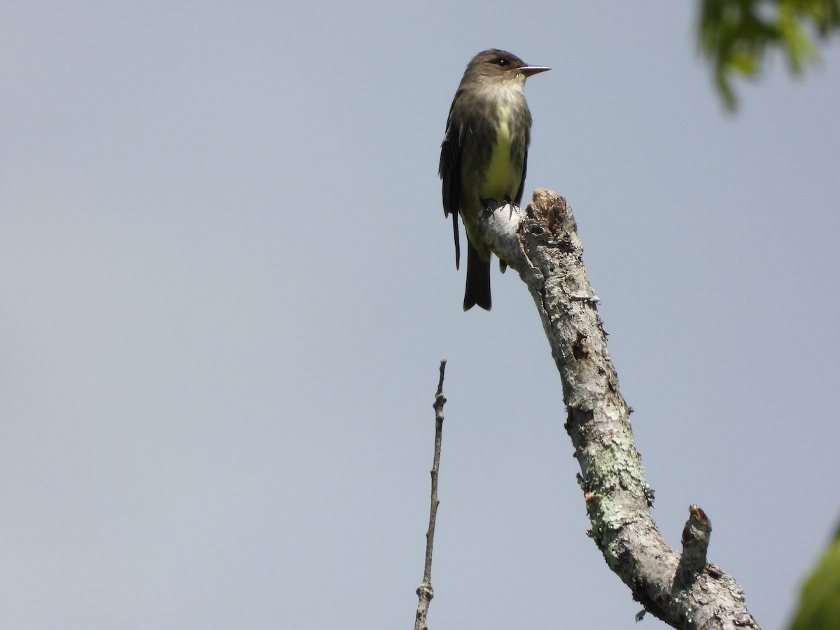 Olive-sided Flycatcher - Rafael Salcedo