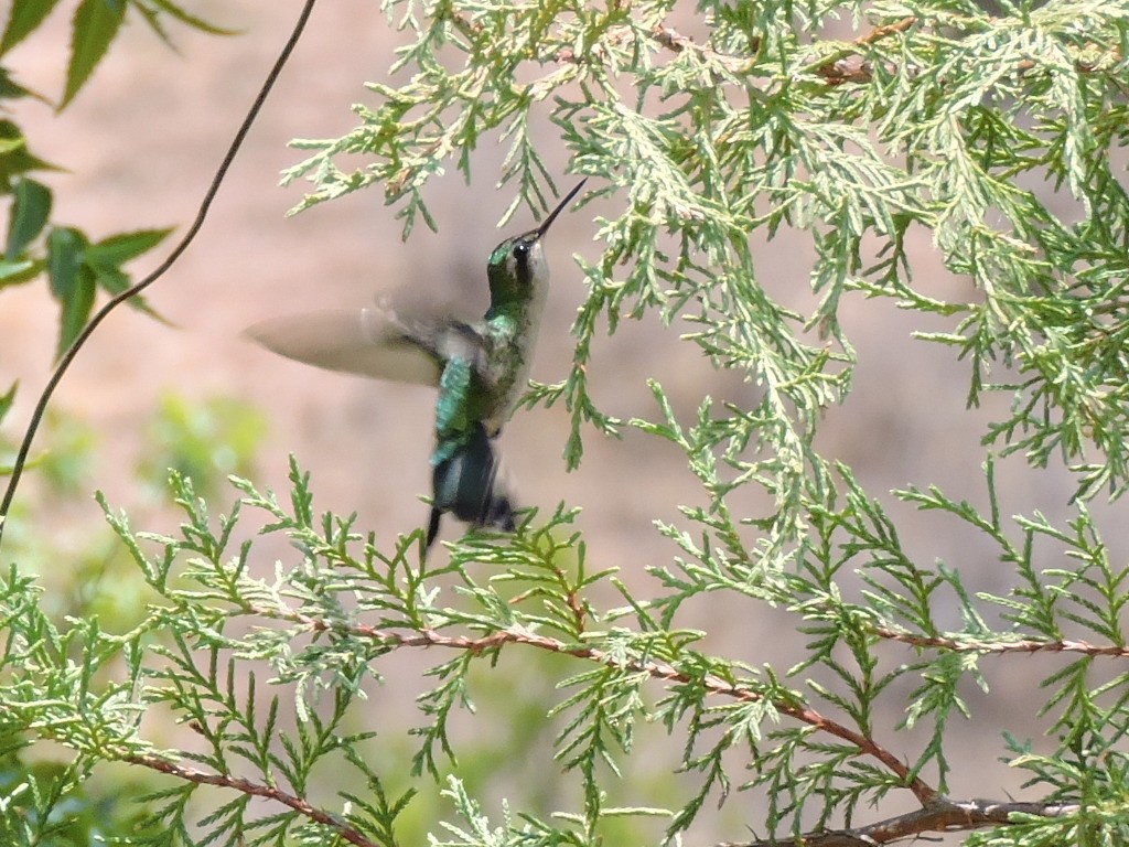 Golden-crowned Emerald - ML339270271