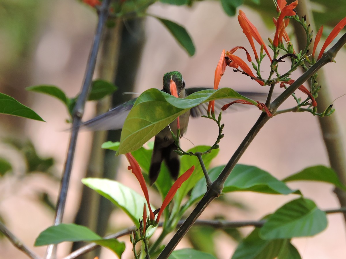 Golden-crowned Emerald - ML339270531