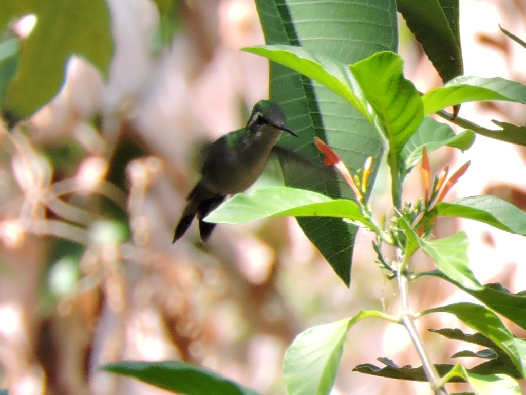 Golden-crowned Emerald - ML339270691