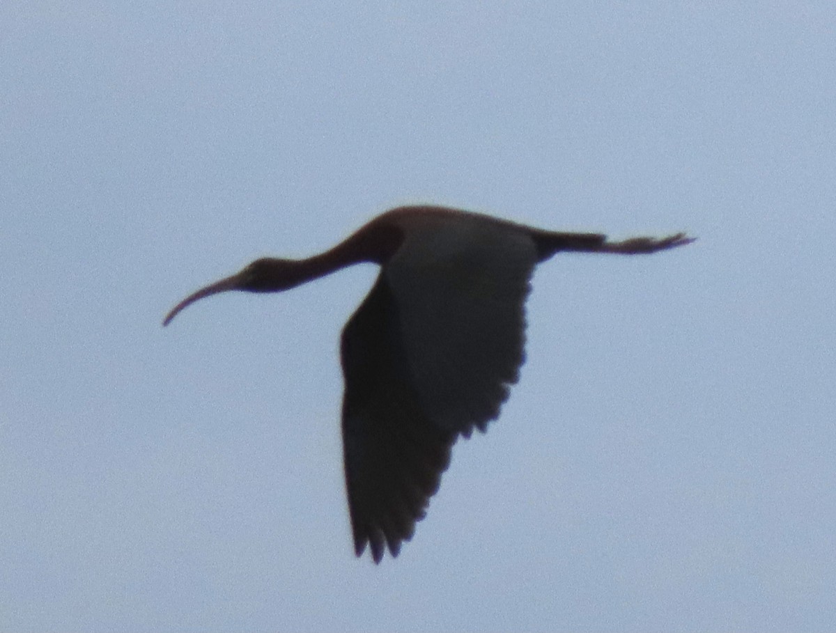 Glossy Ibis - ML339270841