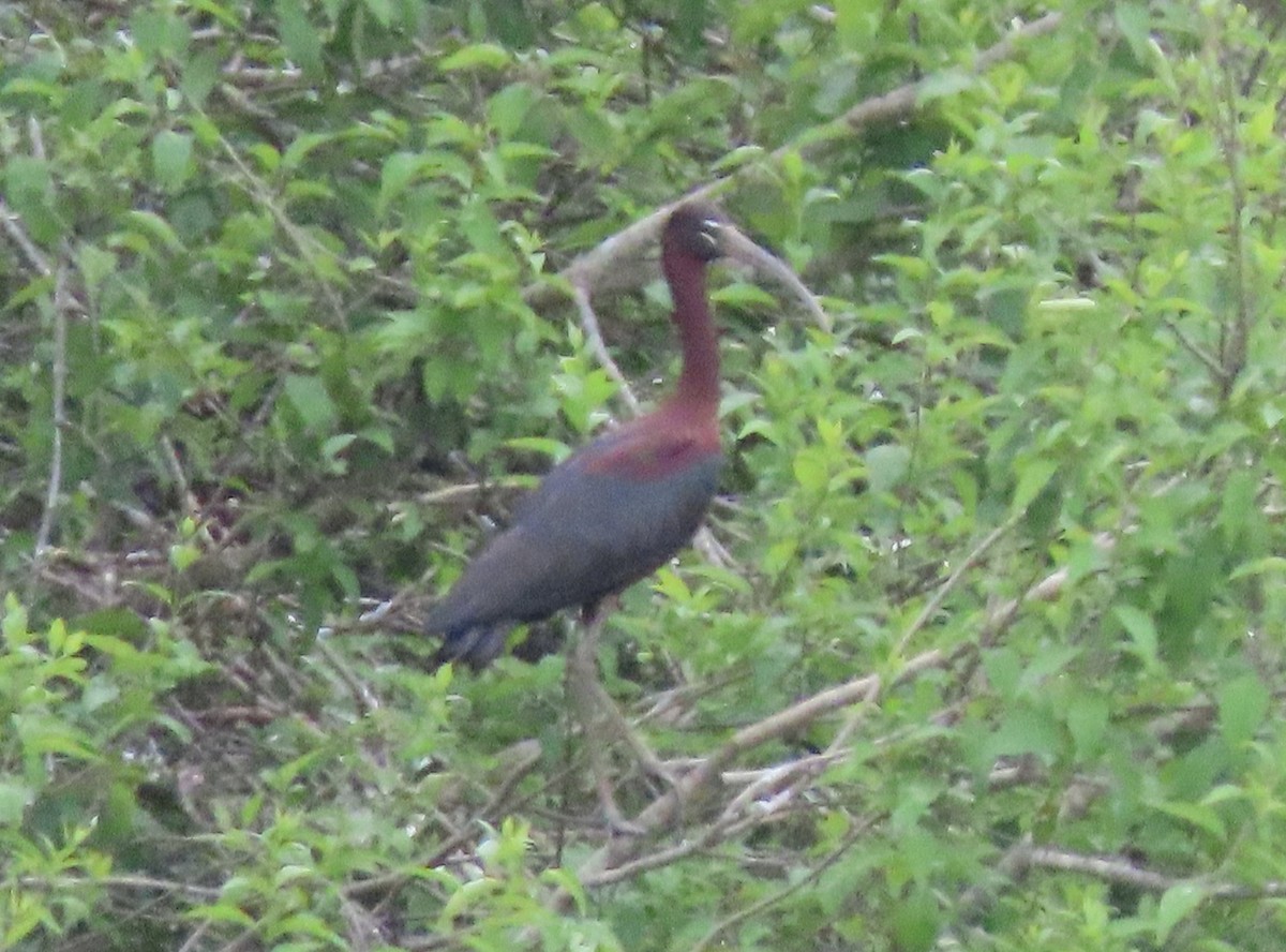 Glossy Ibis - ML339270991